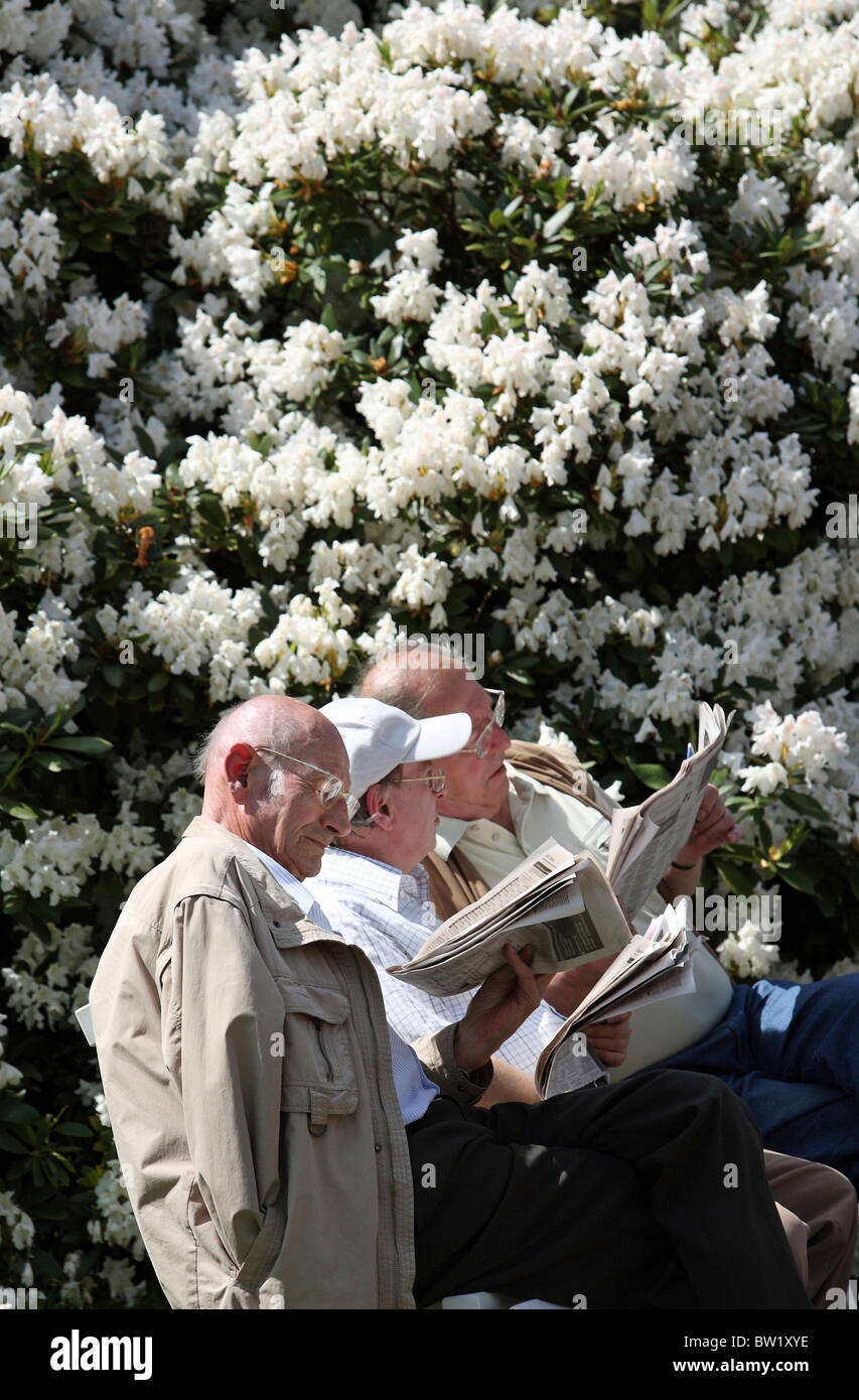 Uomini anziani leggendo i giornali, Dresda, Germania Foto Stock