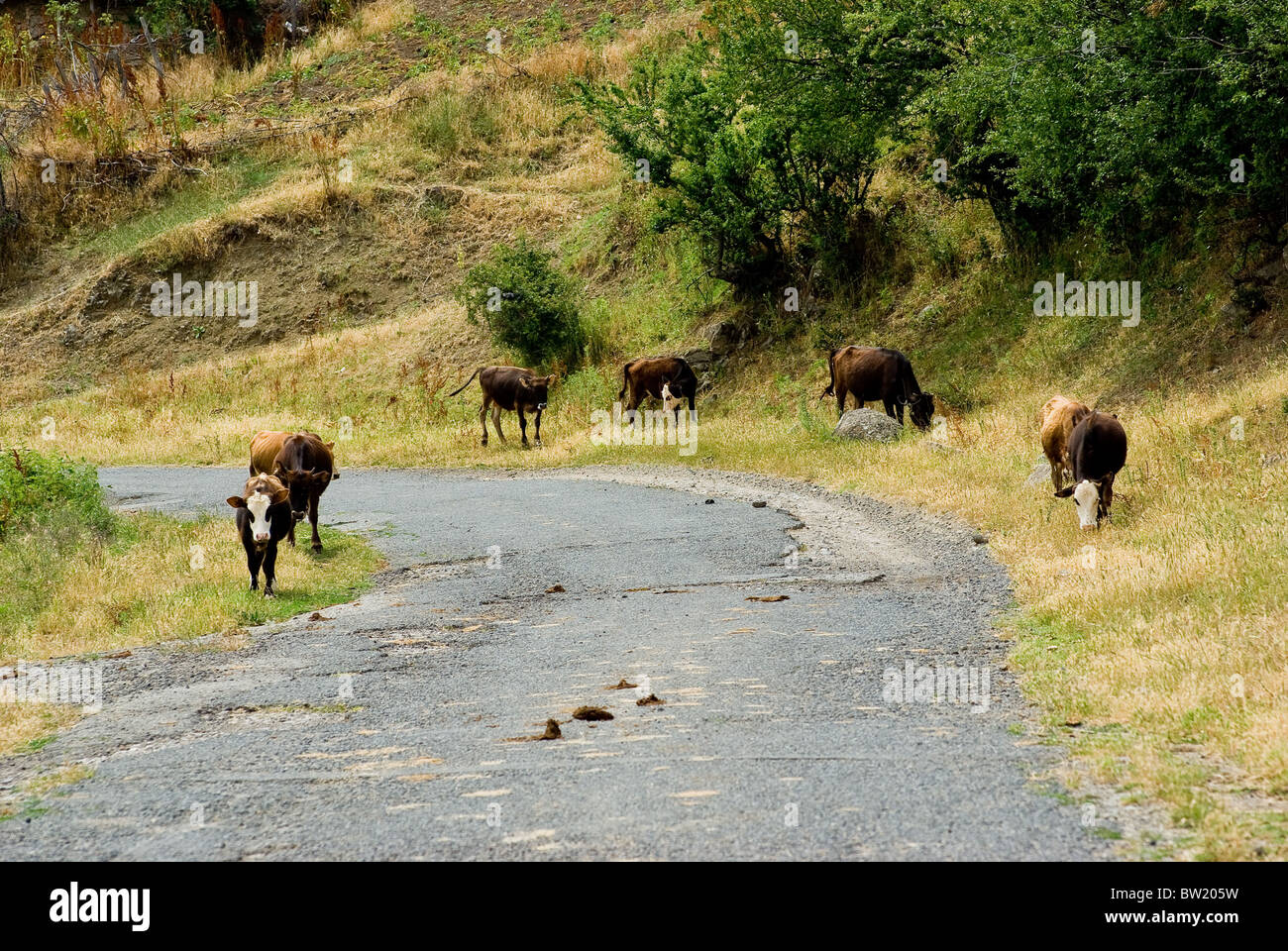 Mandria di mucche pascolare liberamente nei monti Rodopi Bulgaria Foto Stock