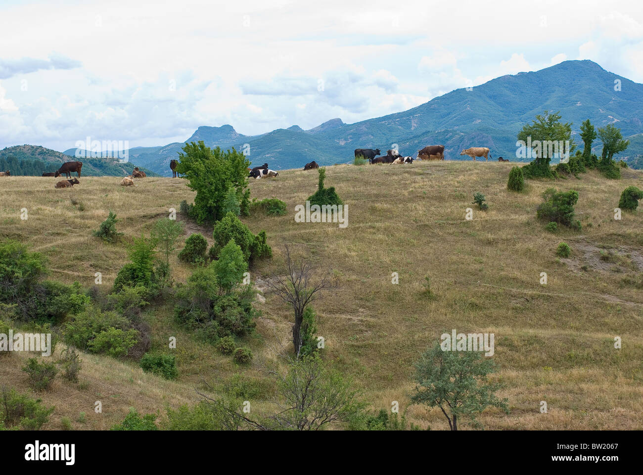 Mandria di mucche pascolare liberamente nei monti Rodopi Bulgaria Foto Stock