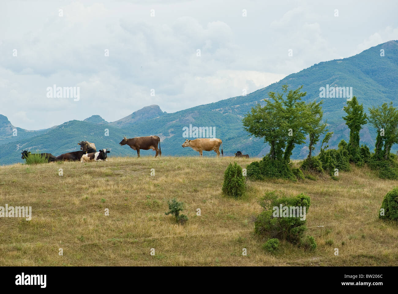Mandria di mucche pascolare liberamente nei monti Rodopi Bulgaria Foto Stock