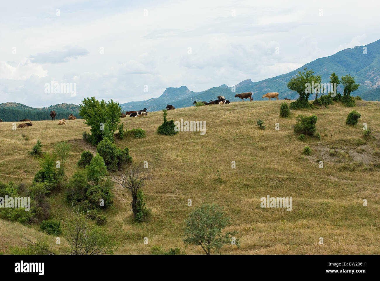 Mandria di mucche pascolare liberamente nei monti Rodopi Bulgaria Foto Stock