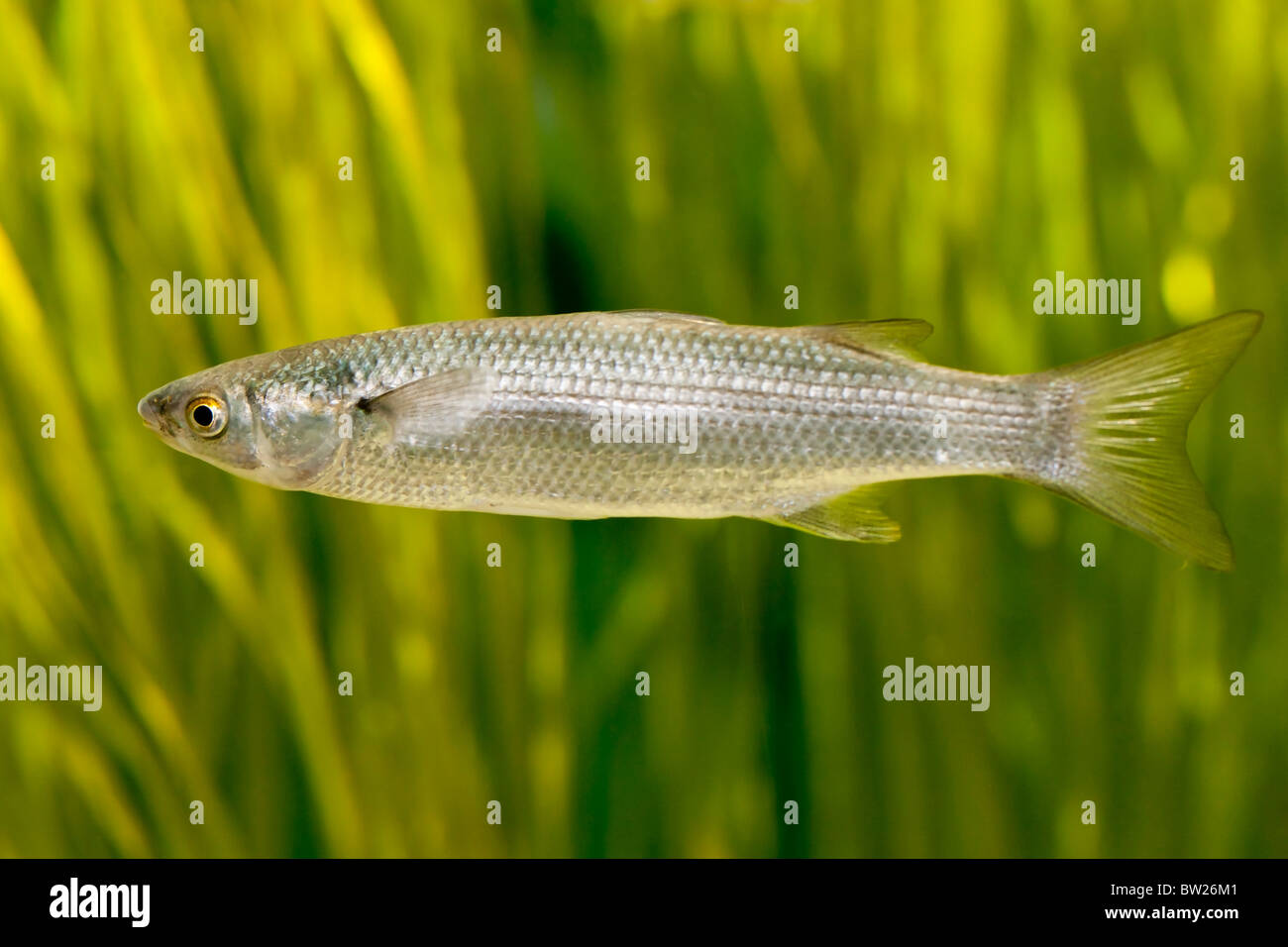 Pesce Aringhe (Clupea harengus) Foto Stock