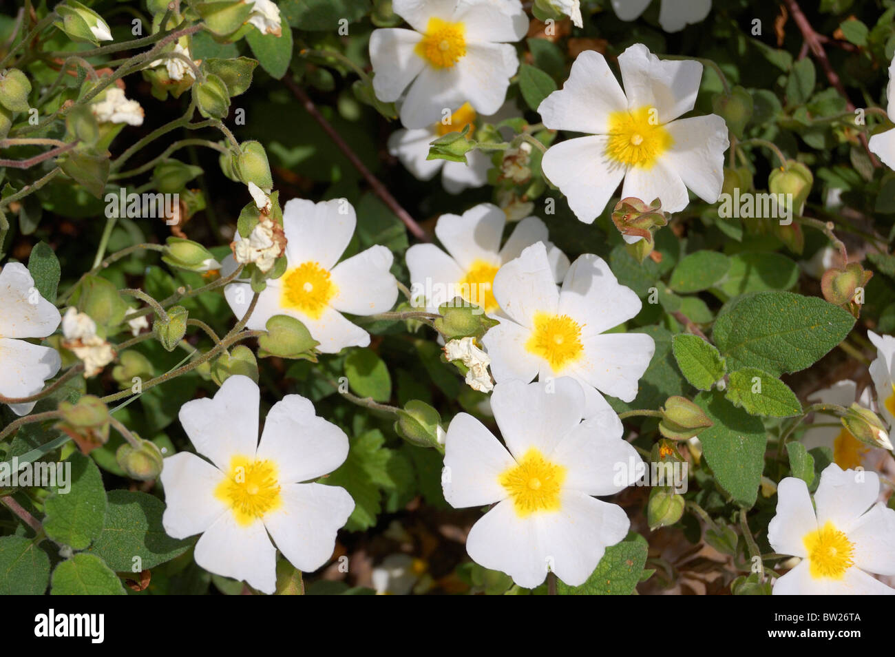 Cistus salvifolius, giardino mediterraneo, Giardini Botanici, Trastevere Foto Stock