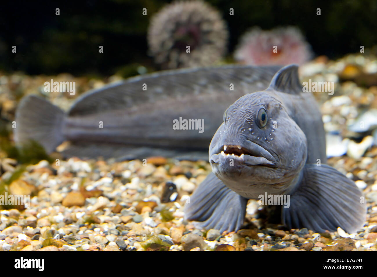 Atlantic Wolf-pesce, pesce gatto (Anarhichas lupus) Foto Stock