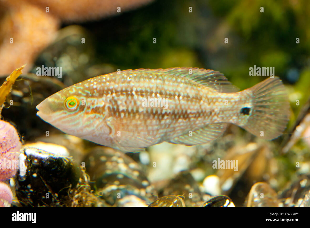 Goldsinny Wrasse pesce (Ctenolabrus rupestris) Foto Stock