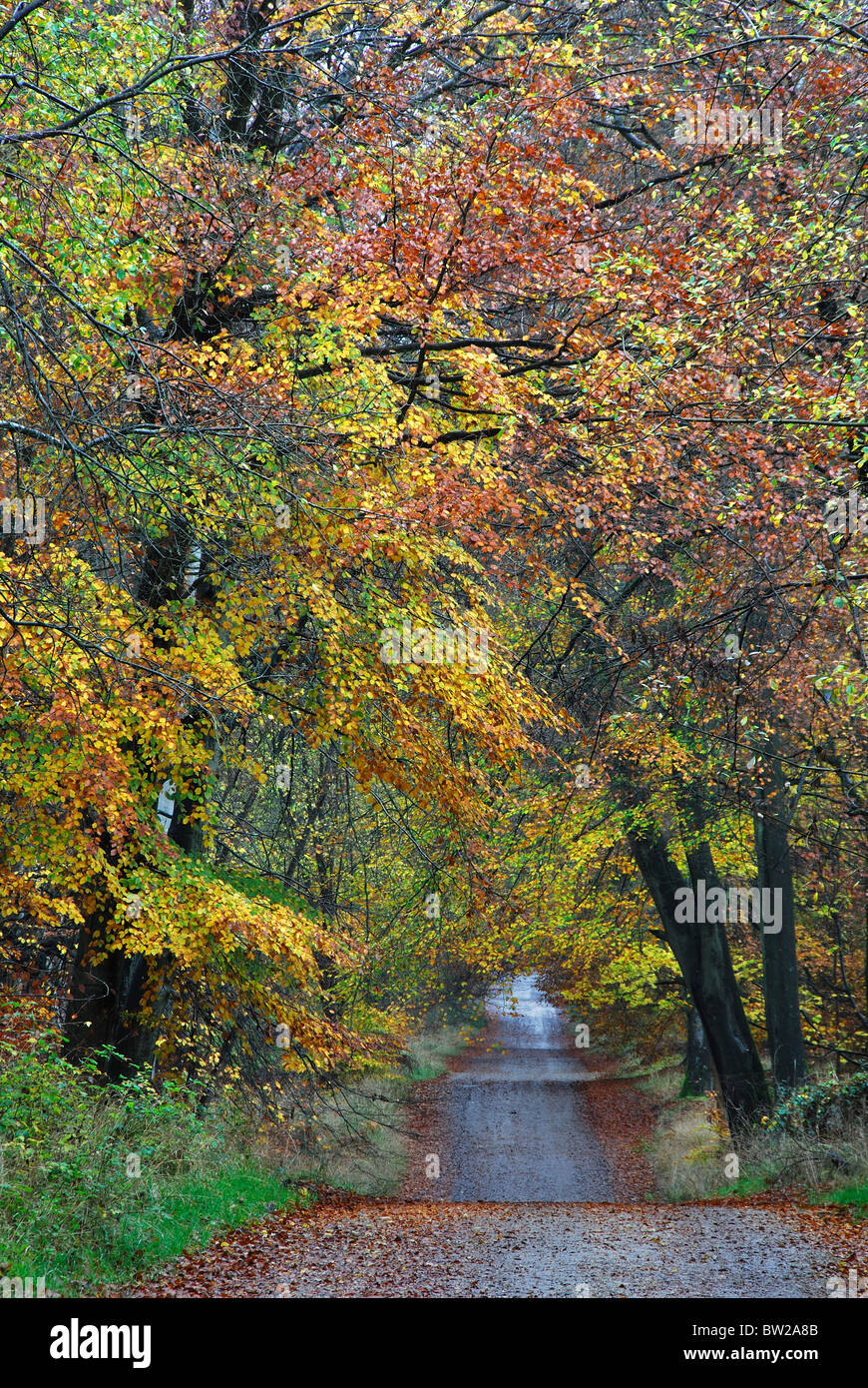 Il rettilineo Grand Avenue nella foresta Savernake, in autunno, Wiltshire, Regno Unito. Novembre 2010 Foto Stock