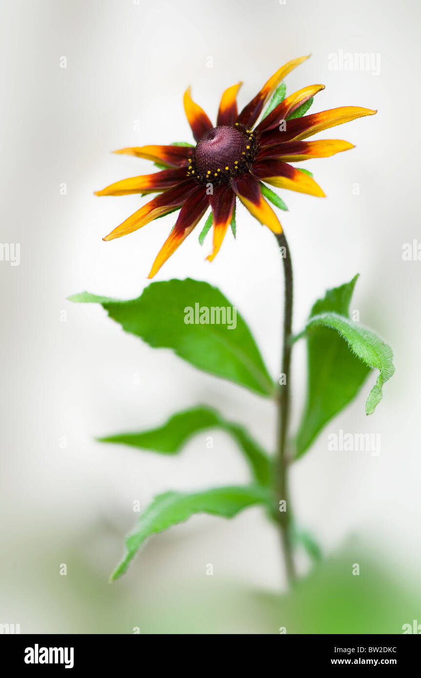 Close-up immagine della splendida fioritura estiva Rudbeckia hirta "marmellata" conosciuto anche come black-eyed Susan fiore. Foto Stock