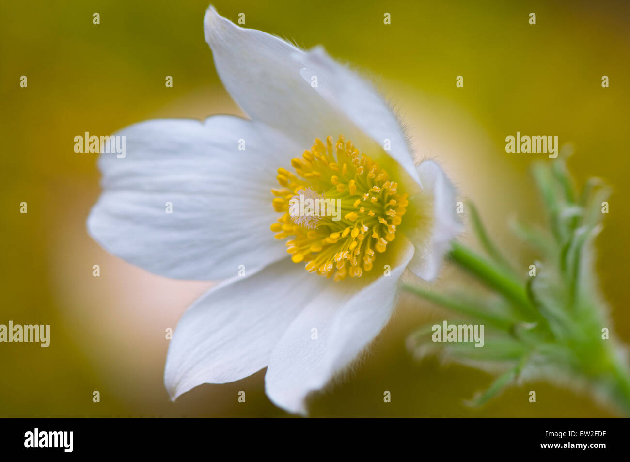 Una singola bianco "Pasque flowerhead - Pulsatilla vulgaris "Alba", pasqueflower Foto Stock