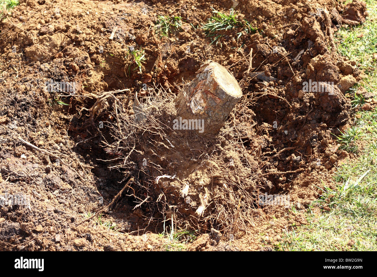 Feelled albero radici sporco rimosso sabbia sul giardino natura consevation metafora Foto Stock