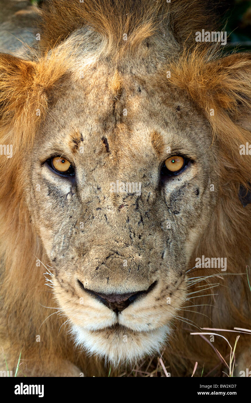 Maschio di leone africano ( Panthera Leo ) Selous Parco Nazionale della Tanzania Foto Stock