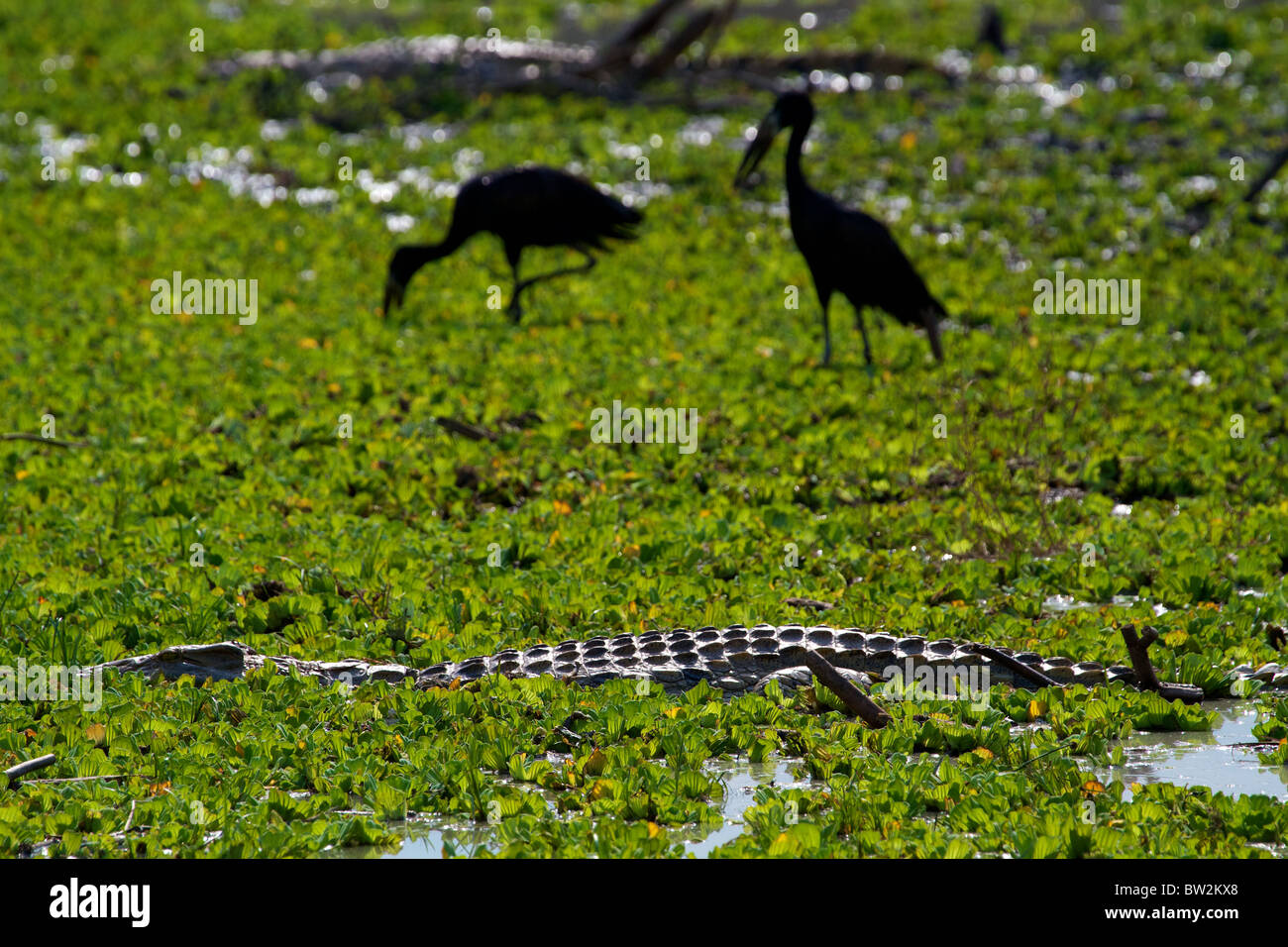 Coccodrillo DEL NILO ( Crocodylus niloticus ) Selous Parco Nazionale della Tanzania Foto Stock