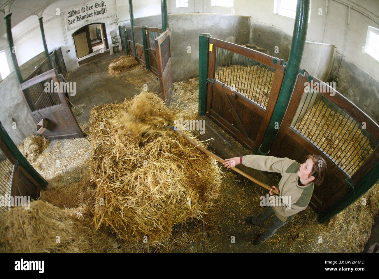 Una donna di pulizia di un box per cavallo, Graditz, Germania Foto Stock