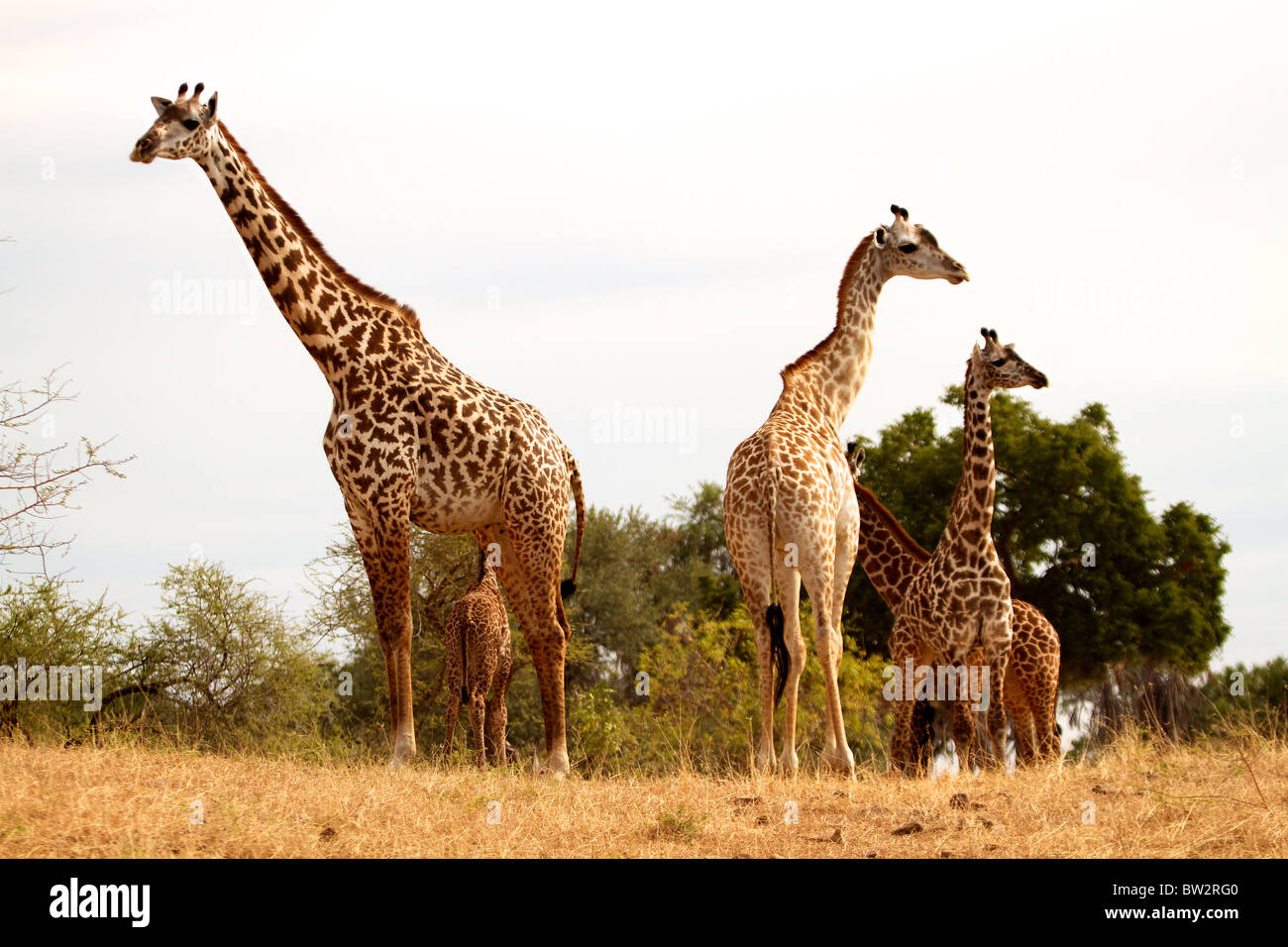 Famiglia di MAASAI GIRAFFE ( Giraffa camelopardalis tippelskirchi ) Selous Parco Nazionale della Tanzania Foto Stock