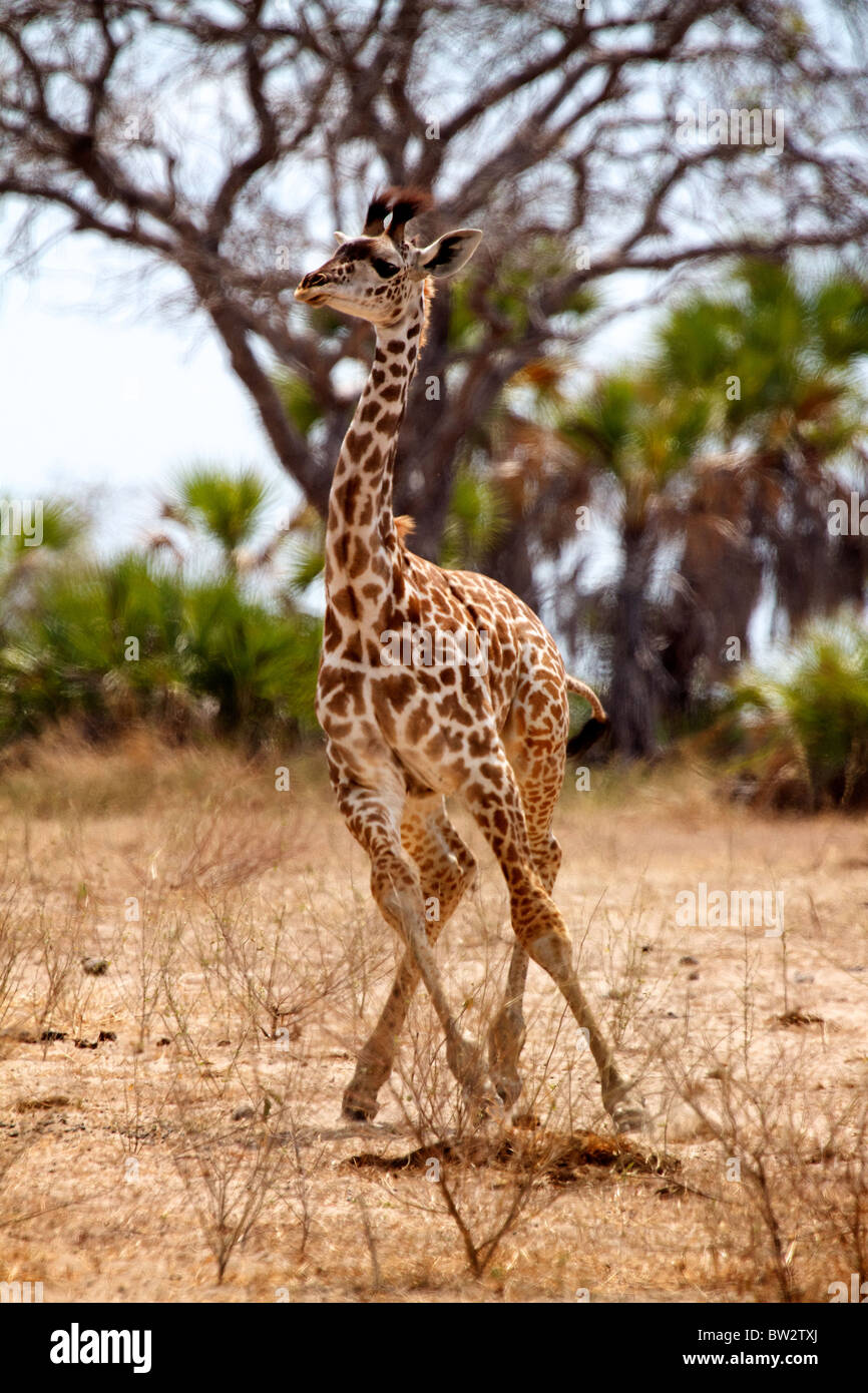 Giovani MAASAI GIRAFFE ( Giraffa camelopardalis tippelskirchi ) Selous Parco Nazionale della Tanzania Foto Stock