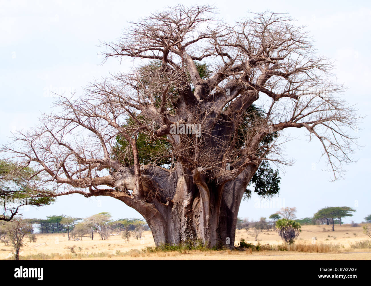 Adansonia sp baobab. Boab, boaboa, bottiglia albero, capovolto albero, scimmia albero Semous Parco Nazionale Tanzania Foto Stock