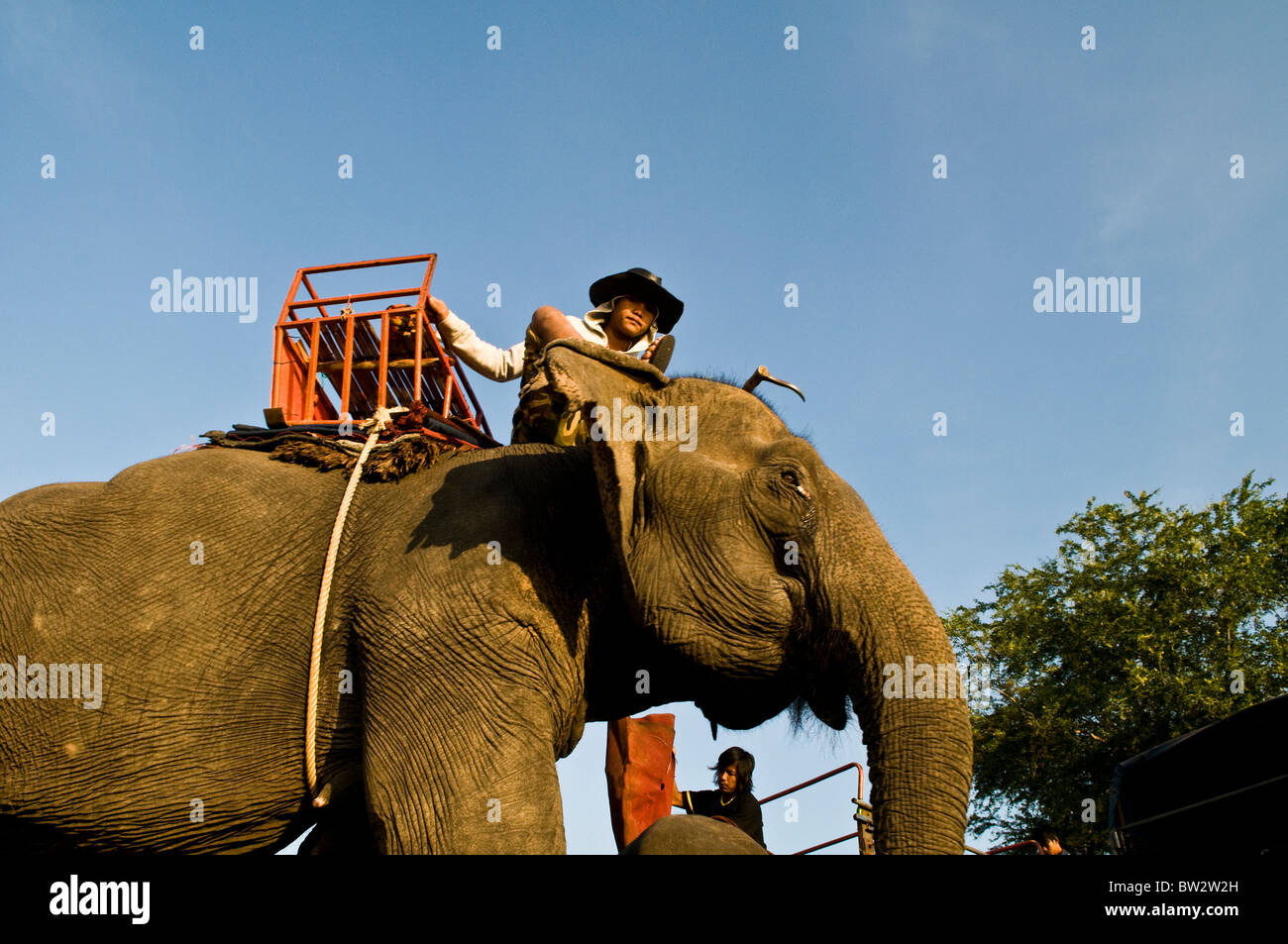 La colorata elephant roundup in Surin, Thailandia. Foto Stock