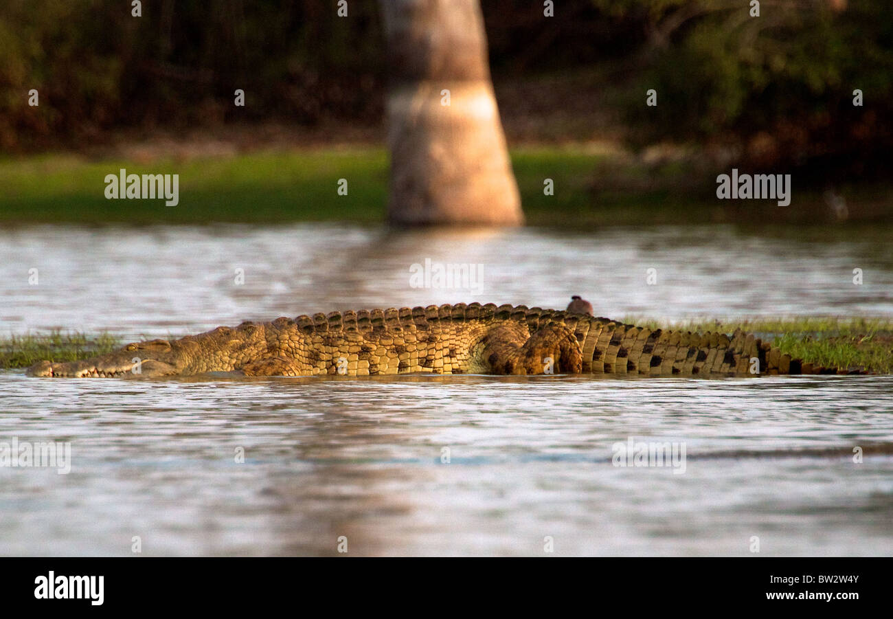 Coccodrillo DEL NILO ( Crocodylus niloticus ) Selous Parco Nazionale della Tanzania Foto Stock