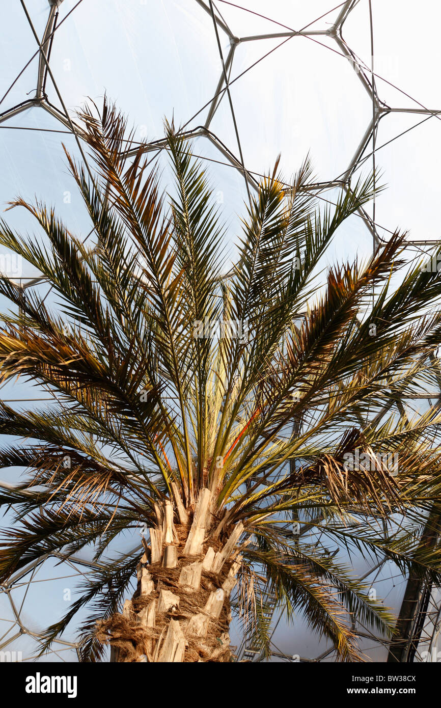 Interno del Mediterraneo Biome Eden Project Cornwall Regno Unito Palm tree Foto Stock