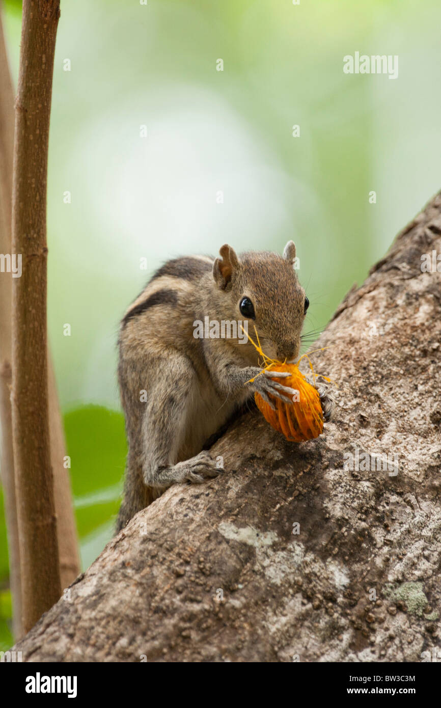 Il governo dello Sri Lanka tree squirrel mangiare la frutta Foto Stock