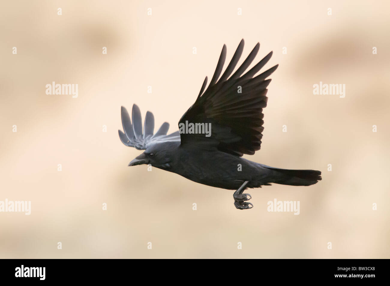 Carrion Crow (Corvus Corone) in volo Foto Stock
