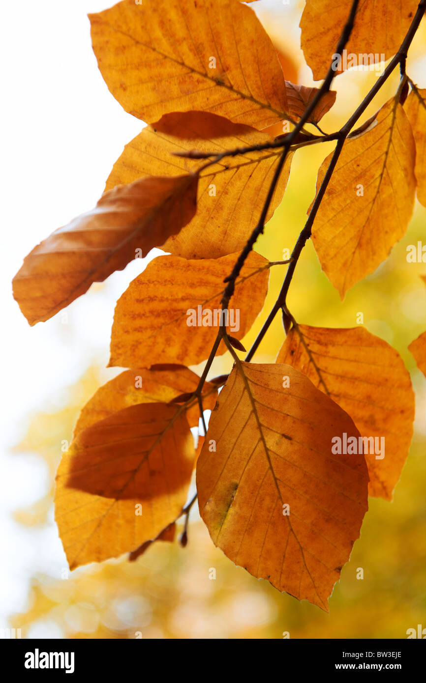 Foglie di un albero di faggio al tempo di autunno Foto Stock