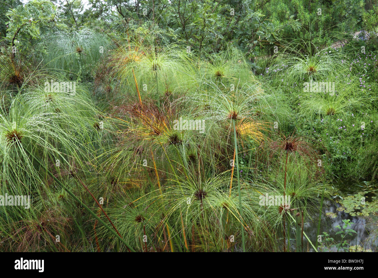 South African Graminacee ornamentali Foto Stock