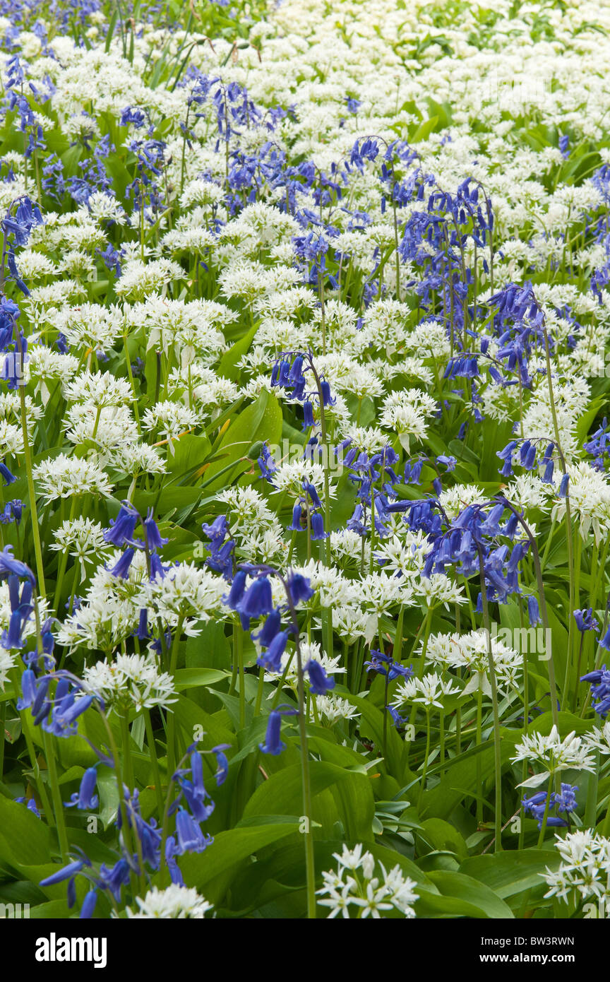 Aglio selvatico Allium ursinum su chalkland Foto Stock