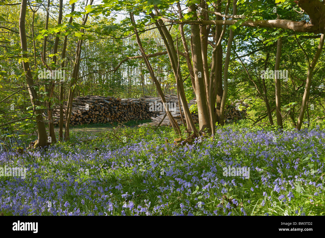La gestione delle foreste con alberi abbattuti e i registri in background tra bluebell woodland Foto Stock