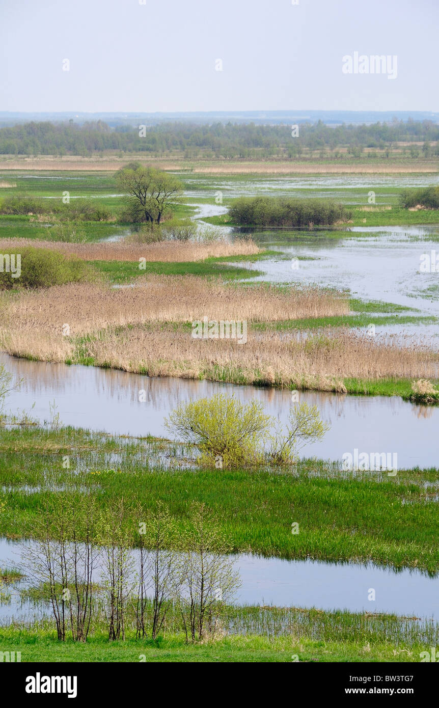 Panoramica del Biebrza marsh, bacino inferiore, da Burzyn, Polonia, aprile 2008. Foto Stock