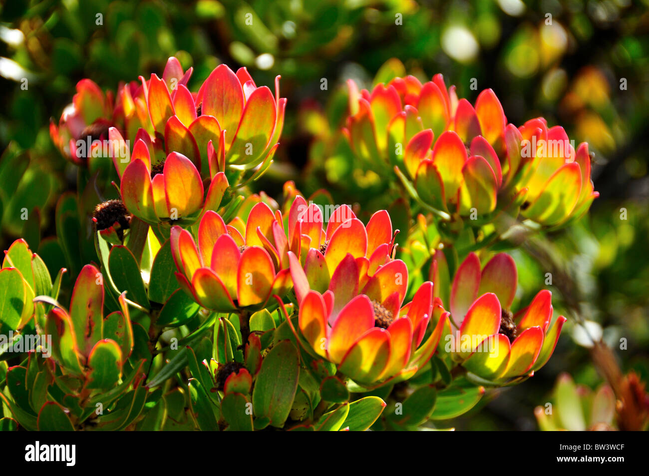 Protea fiori fioriscono. Table Mountain National Park, di Città del Capo, Sud Africa. Foto Stock