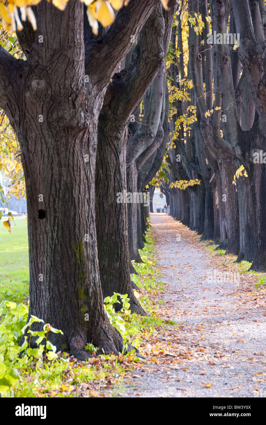Colori di autunno a Lucca, Toscana Foto Stock
