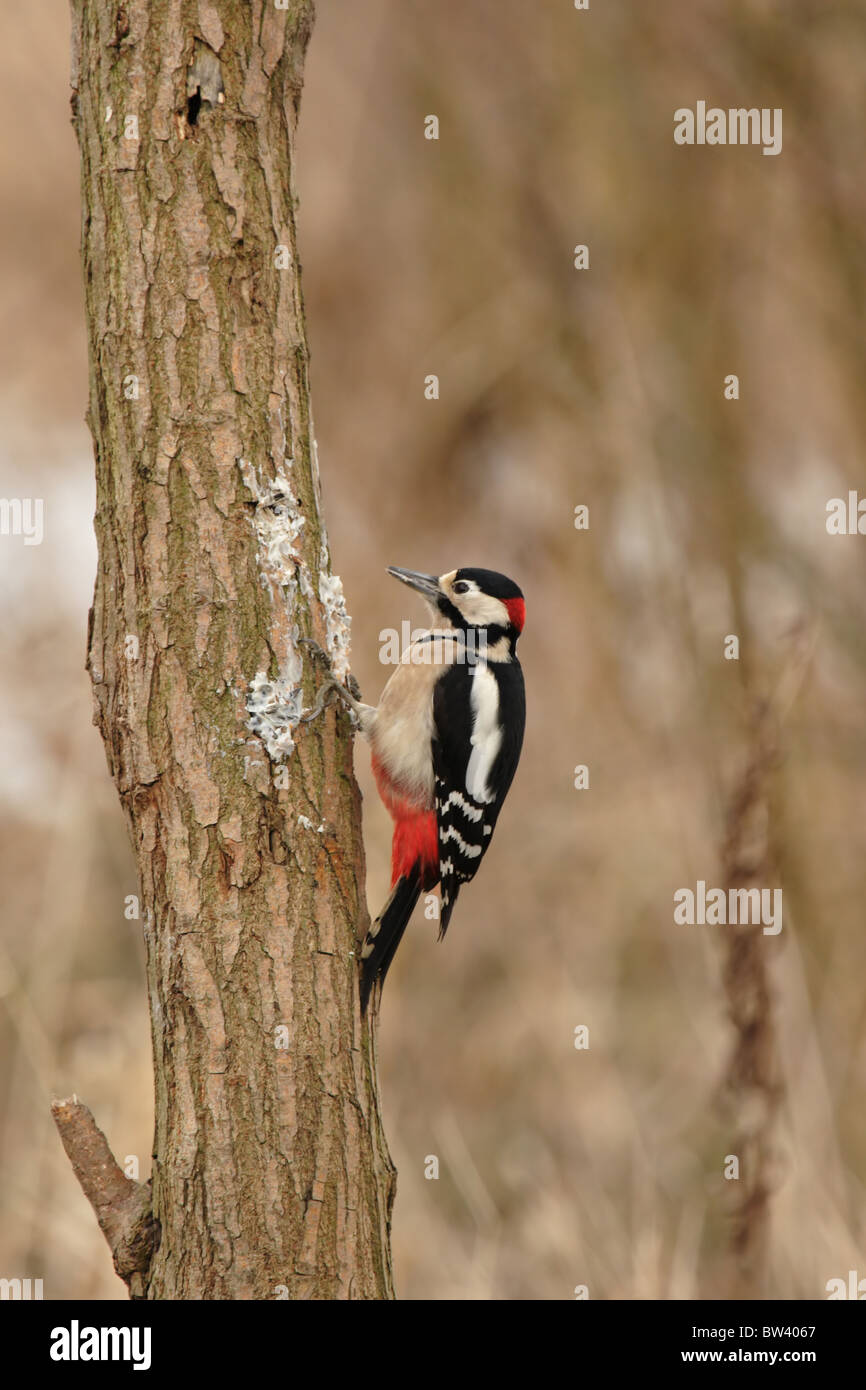 Picchio rosso maggiore (Dendrocopos major) seduto su una struttura ad albero Foto Stock