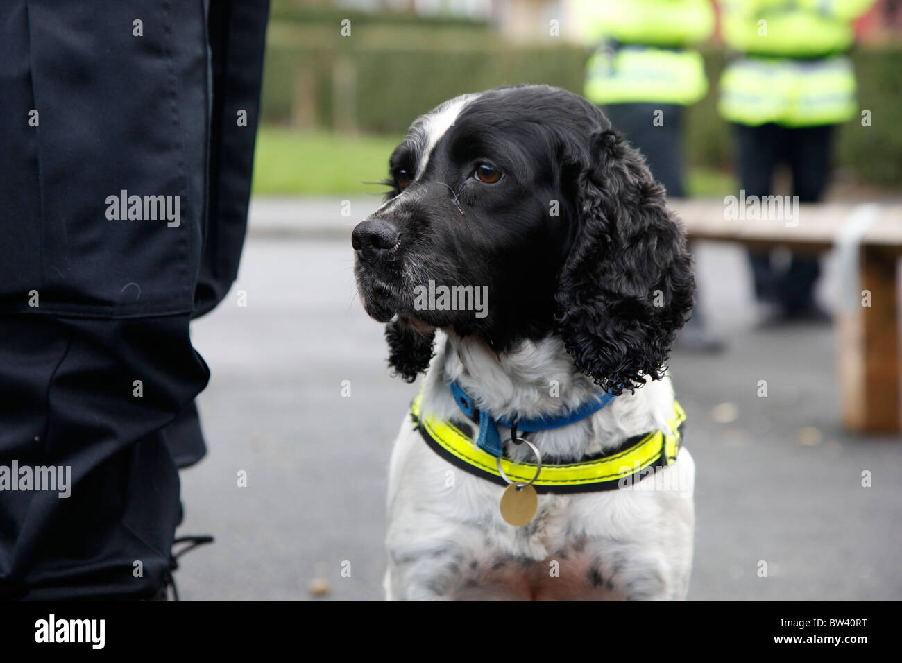 Una polizia sniffer cane a lavorare alla ricerca di farmaci durante un raid in Manchester Foto Stock