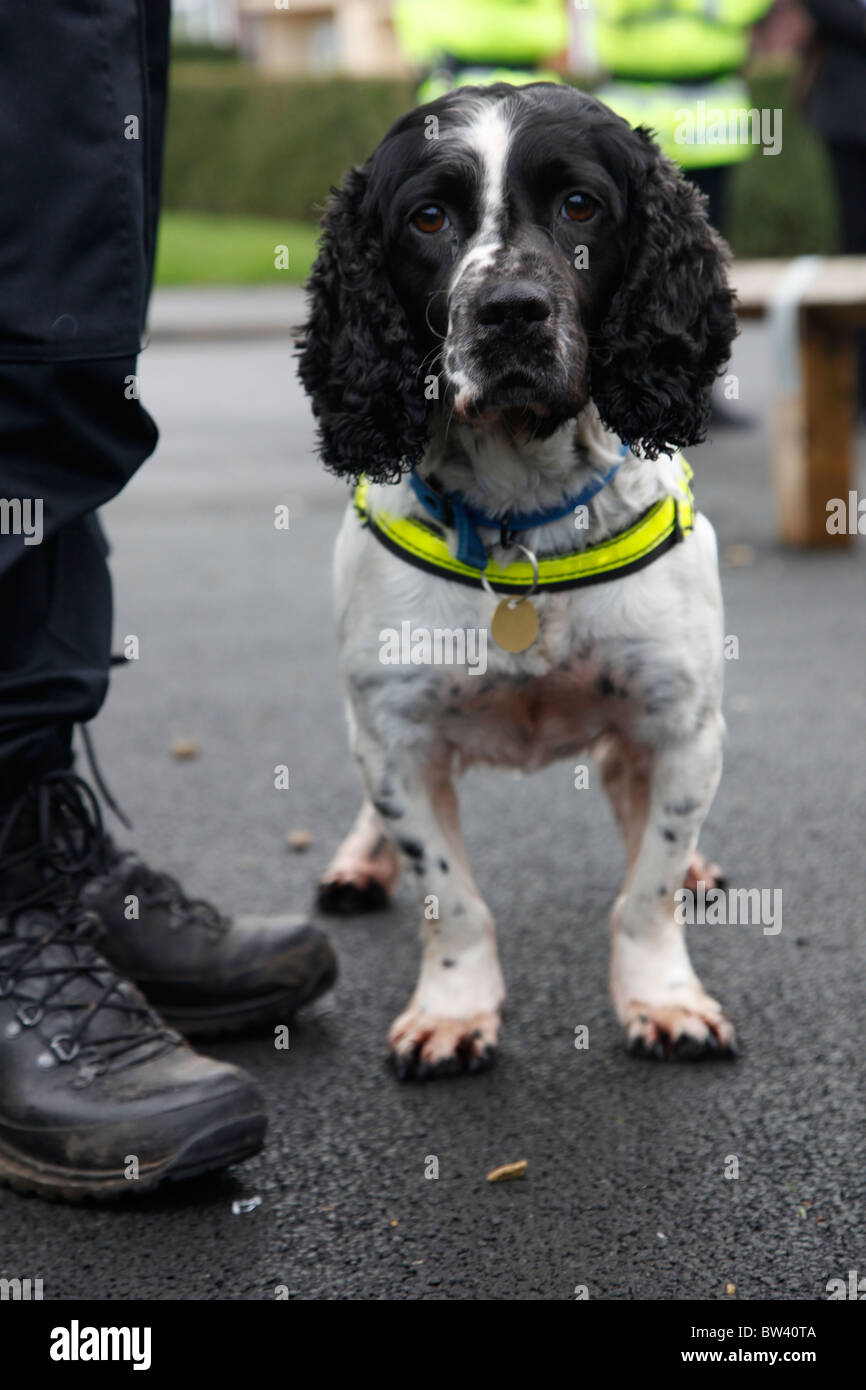 Una polizia sniffer cane a lavorare alla ricerca di farmaci durante un raid in Manchester Foto Stock