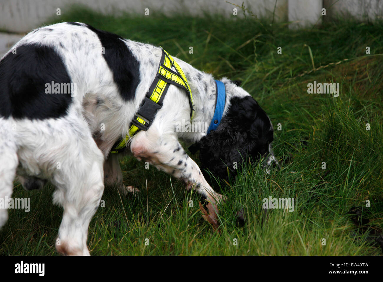 Una polizia sniffer cane a lavorare alla ricerca di farmaci durante un raid in Manchester Foto Stock