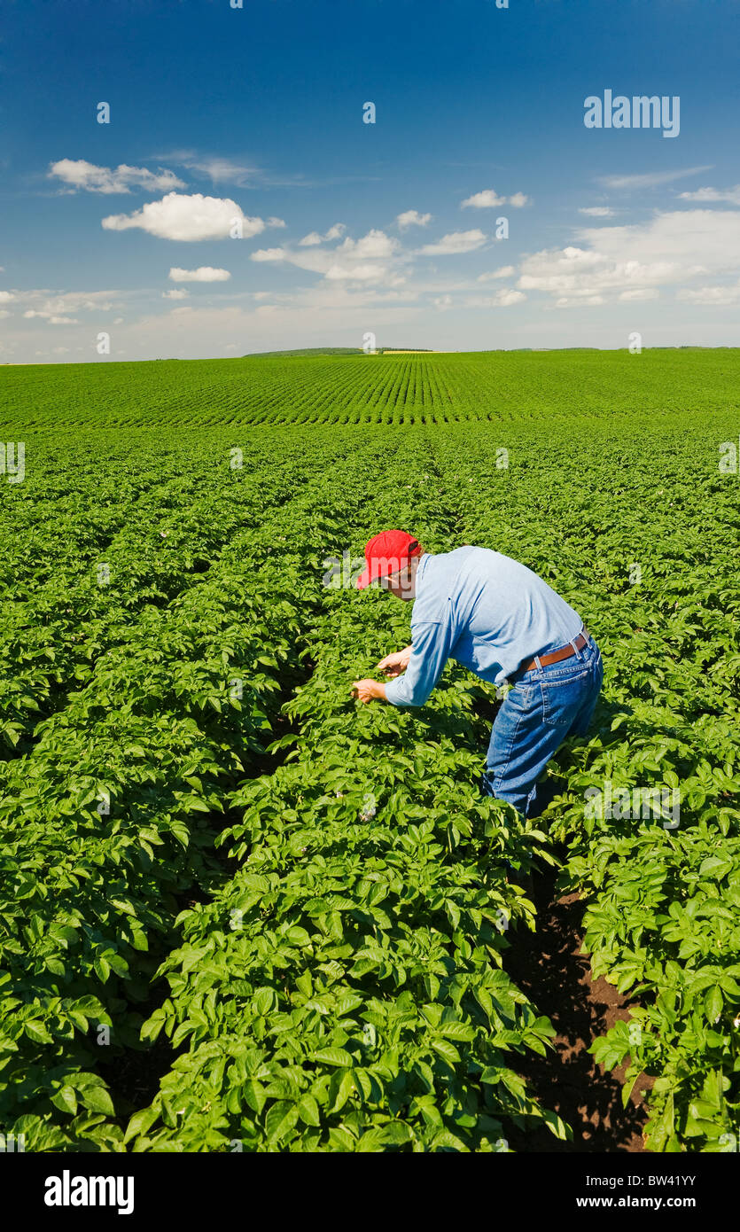 55 anno vecchio contadino controlla la condizione del suo mid-crescita campo di patate vicino a Somerset, Manitoba, Canada Foto Stock
