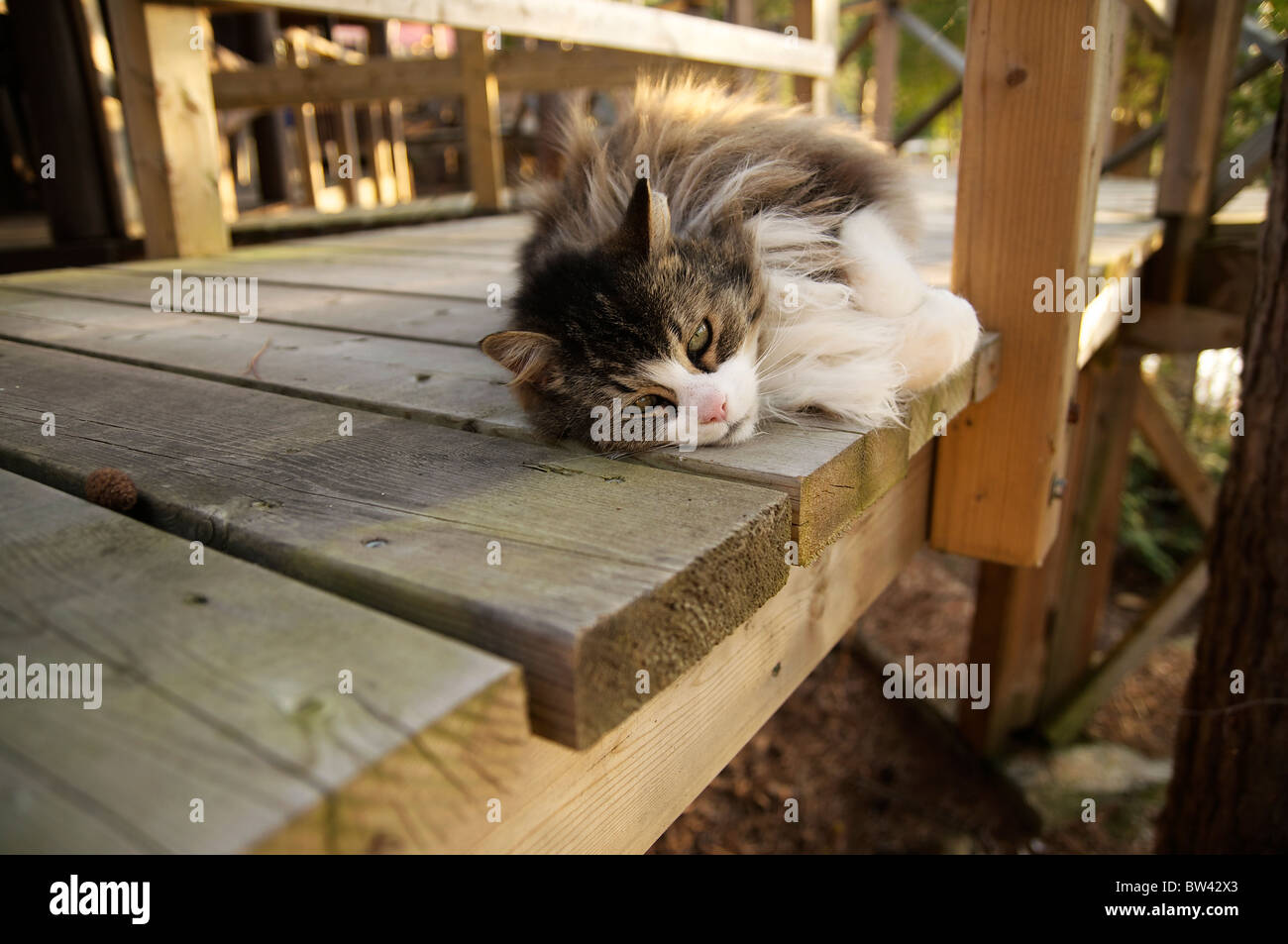 Sleepy cat in appoggio su di una terrazza solario, Mattawa, Ontario, Canada Foto Stock