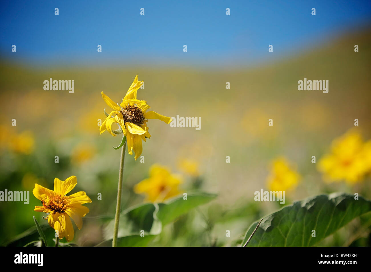 Luminoso giallo fiore nel vento, Okanagan Valley, British Columbia, Canada Foto Stock
