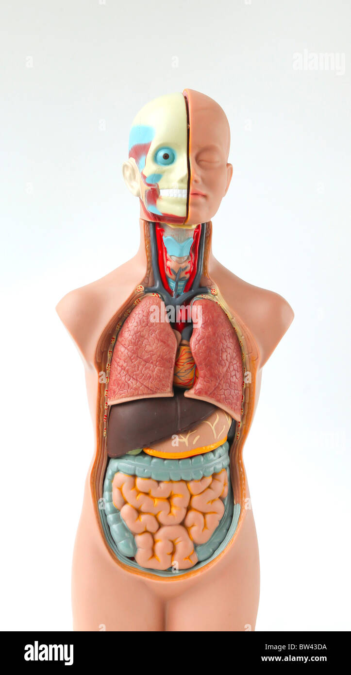 Modello anatomico Foto Stock