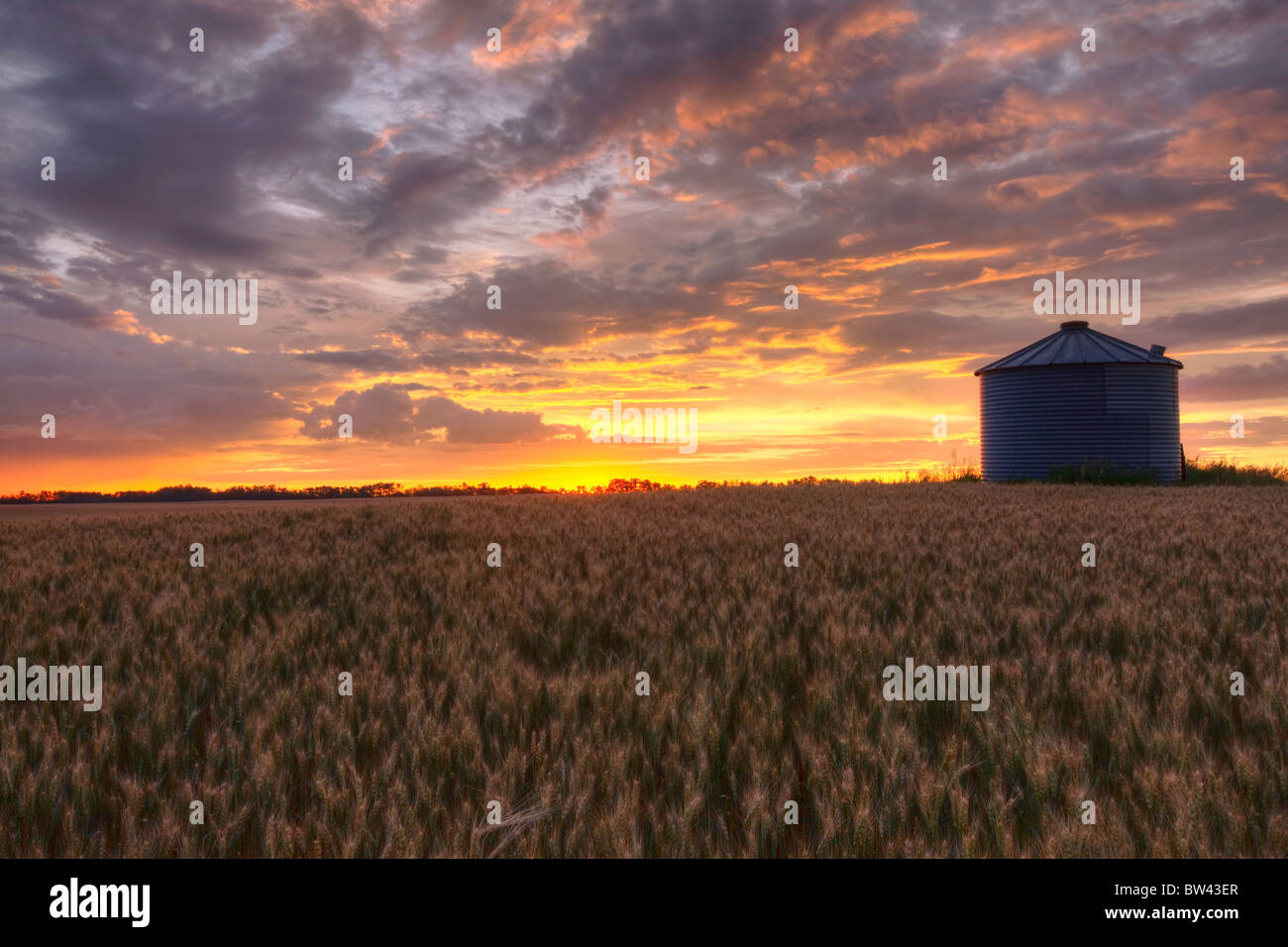 Tramonto su un campo di orzo e grano silo in una fattoria nel centro di Alberta Foto Stock