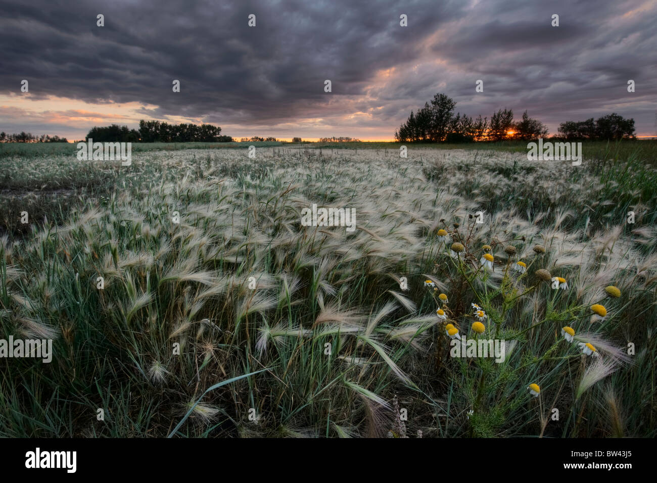 Un estate alba con nuvole temporalesche al di sopra di un campo di foxtails in una fattoria nel centro di Alberta Foto Stock