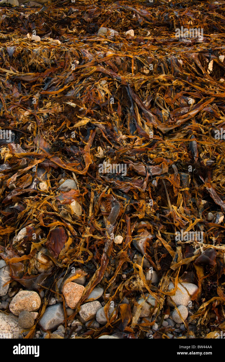 Spiaggia di pietre e storm lavato trefolo di kelp, Thomas Raddall Parco Provinciale, Nova Scotia Foto Stock