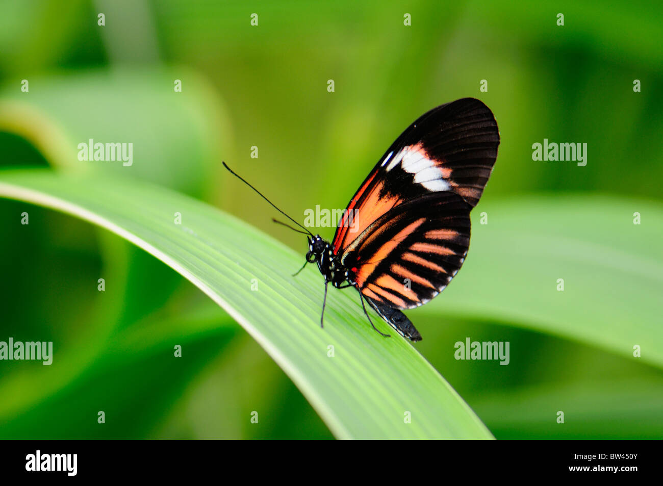 Portalettere Butterfly (Ali chiuso) Heliconius melpomene : a Stratford Butterfly Farm, Stratford-upon-Avon, Warwickshire, Inghilterra, Regno Unito Foto Stock