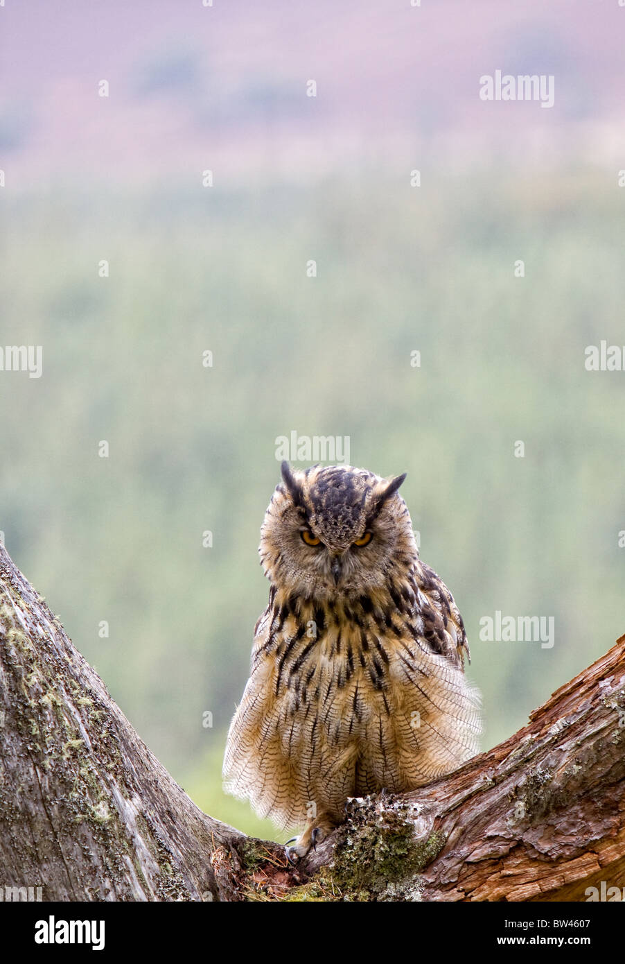 Il gufo reale, Bubo bubo Foto Stock