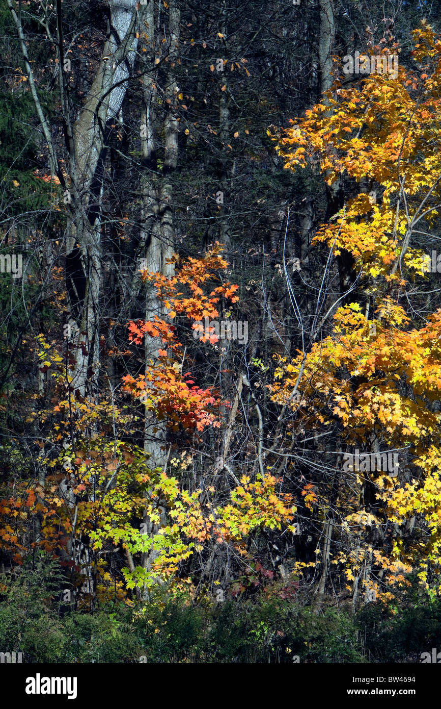 Foglie di autunno in arancio giallo e rosso colori colori. Foto Stock