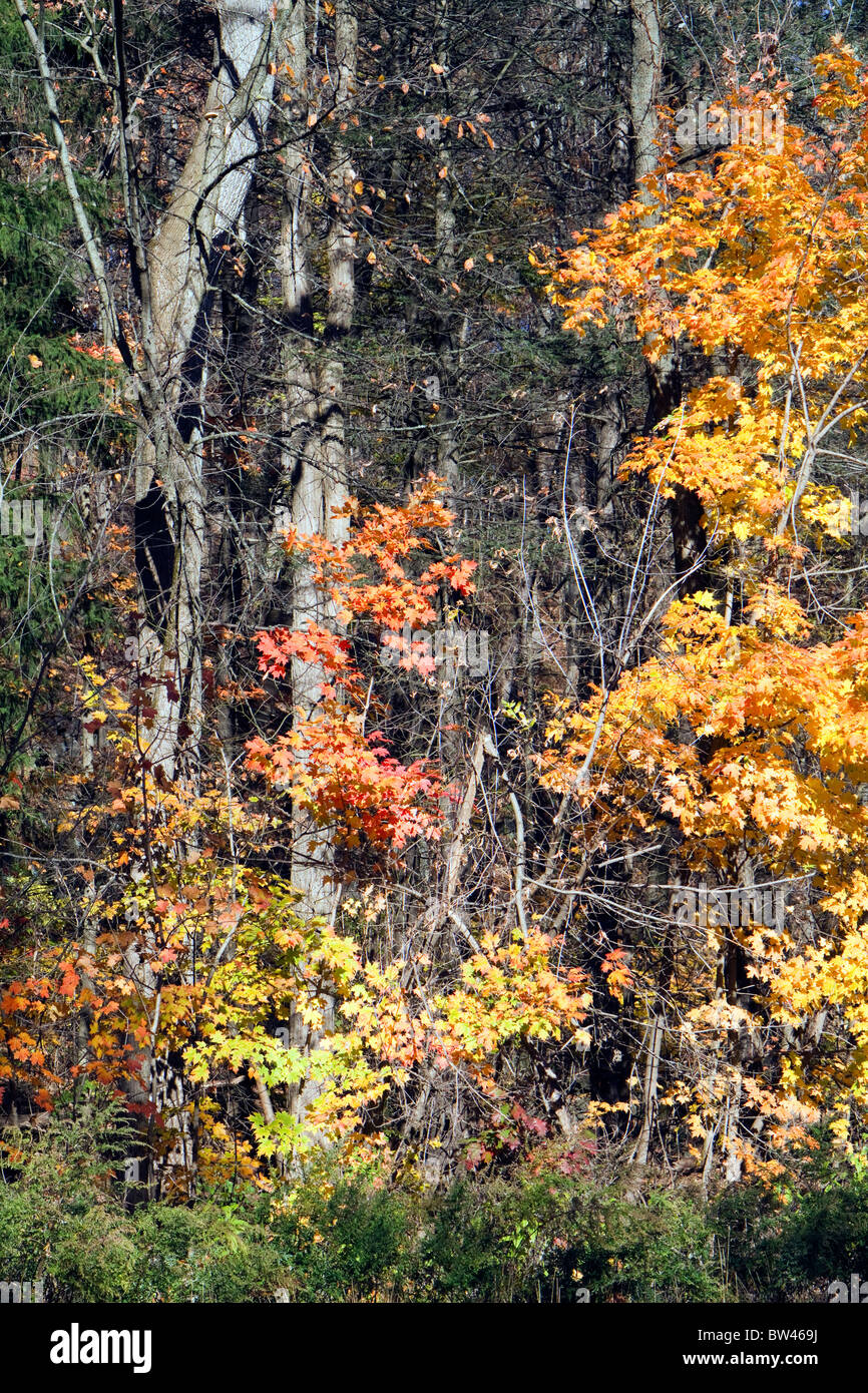 Foglie di autunno in arancio giallo e rosso colori colori. Foto Stock