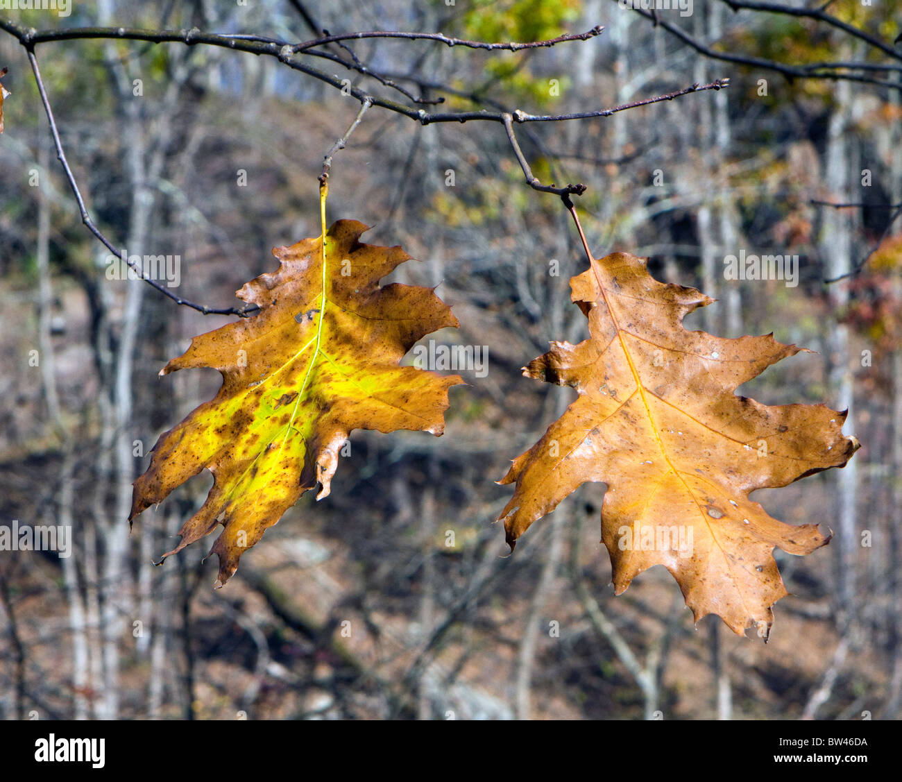 Due grandi foglie di quercia in autunno colori colori giallo e marrone. Foto Stock