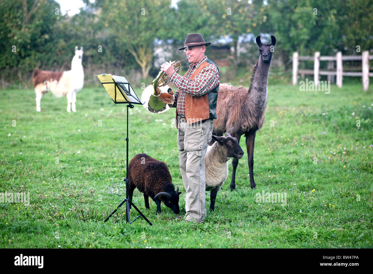 L'uomo la pratica riproduzione di un corno francese con music stand in un campo guardato da musica amorevole animali curiosi lama e pecore Foto Stock