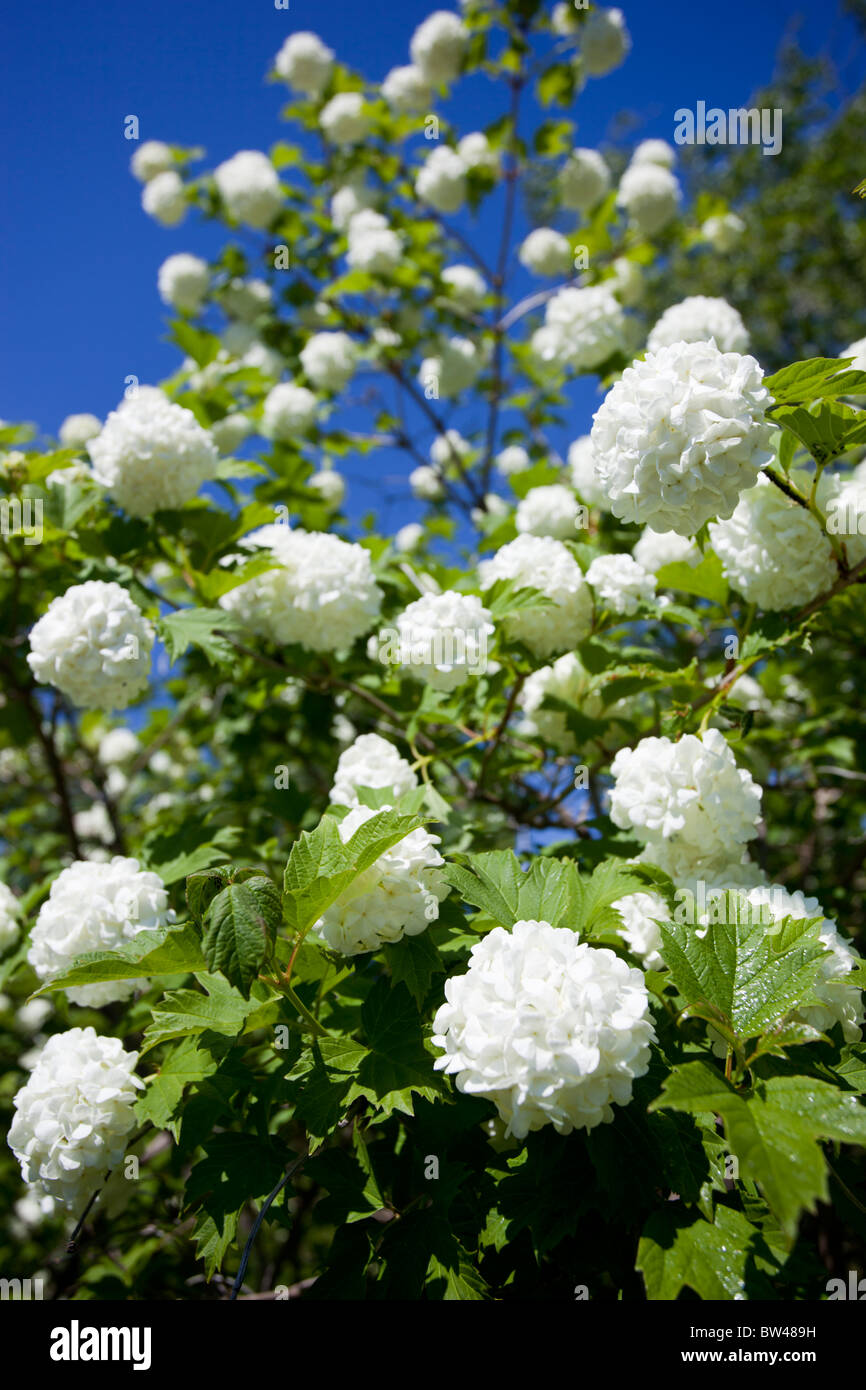 Albero di Snowball ( viburnum opulus roseum , Pohjan neito , caprifoliaceae ) fioritura , Finlandia Foto Stock