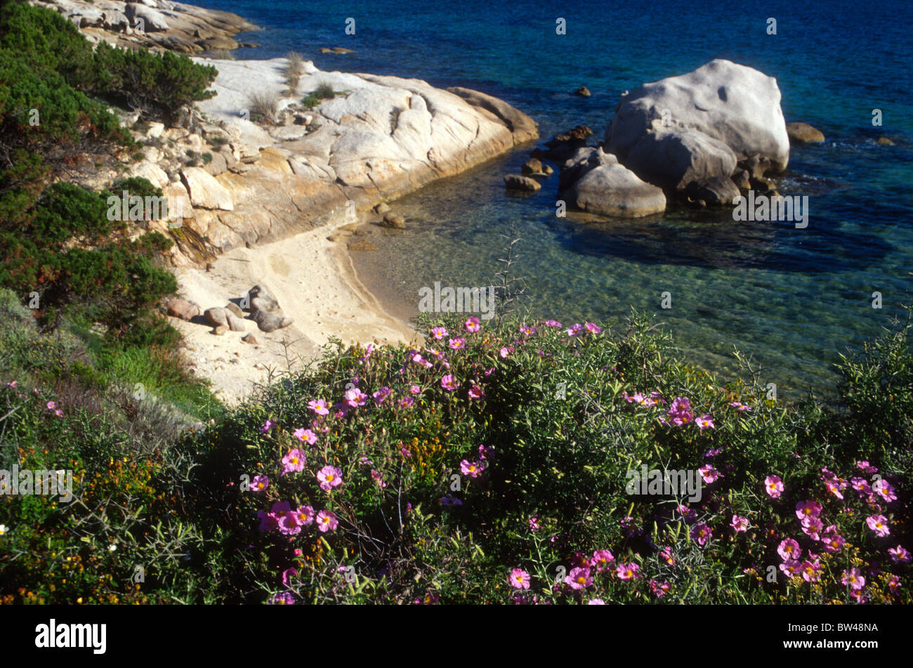 Deserta baia sulla costa nord orientale della Sardegna Italia con rosa selvatica rose canine in primo piano Foto Stock